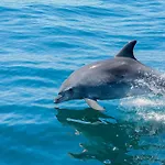 Luxury Wstunning Sea Views, Walk Gale * Albufeira
