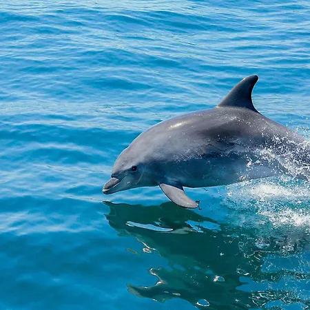 Luxury Wstunning Sea Views, Walk Galé * Albufeira